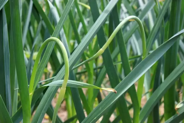 close-up of Garlic scapes on a garlic plant