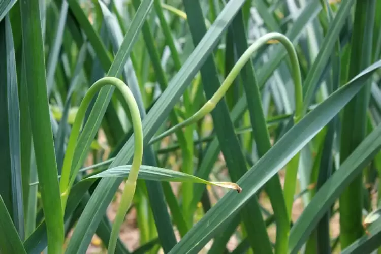 Garlic scapes are the flower stalks of hardneck garlic. They are edible and delicious | Homestead Honey