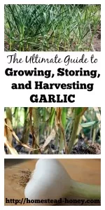 The Ultimate Guide to growing, harvesting, and storing garlic | Homestead Honey