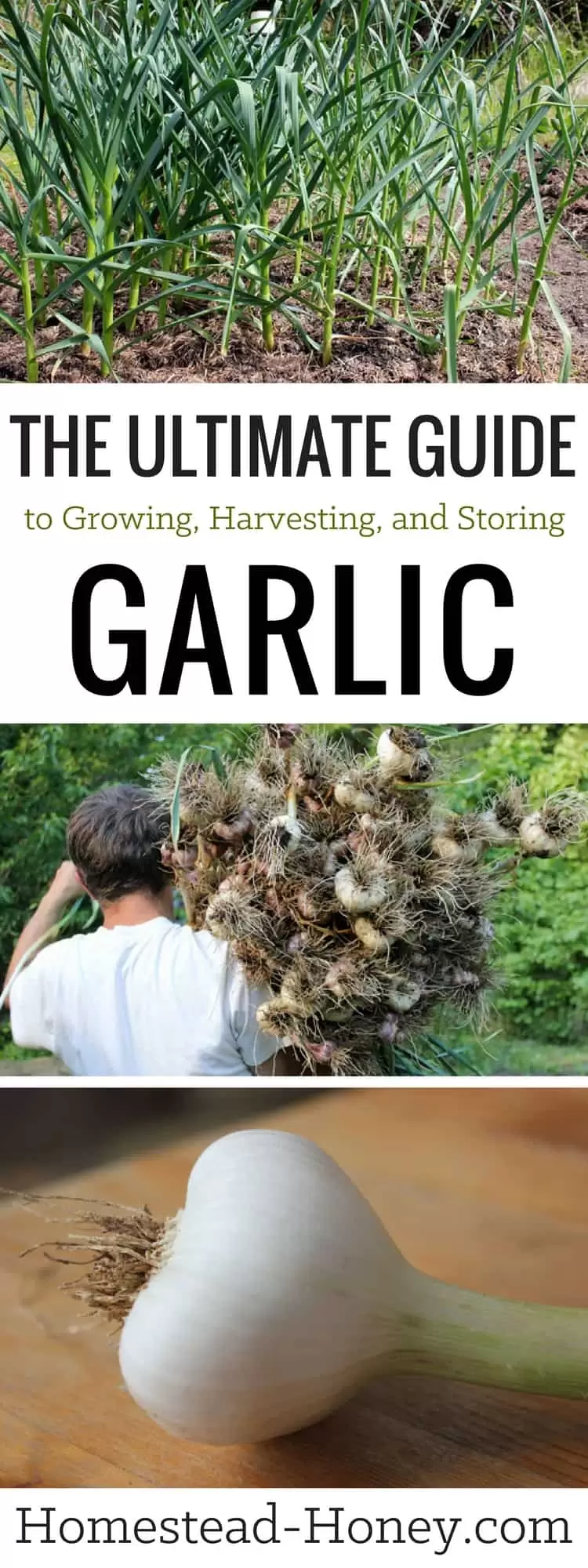 Growing, Harvesting and Storing Garlic | Treasured for its medicinal and culinary properties, garlic is also incredibly easy to grow  in your own vegetable garden. Check out my gardening tips and learn everything about growing garlic from cloves outside in this Ultimate Guide | Homestead Honey #gardening, #homesteading