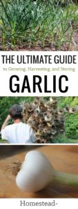 Treasured for its medicinal and culinary properties, garlic is also incredibly easy to grow in your home garden. Learn more in The Ultimate Guide to growing, harvesting, and storing garlic | Homestead Honey