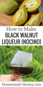 Nocino is a liqueur that is made from immature (green) black walnuts. This homemade black walnut liqueur recipe will teach you how to make your own batch of nocino, which will be steeped and ready to drink by Christmas Eve! | Homestead Honey