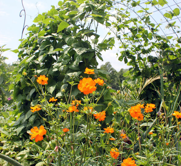 Beans climb a trellis, while cosmos blooms in the foreground | Homestead Honey