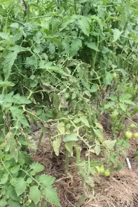 Early blight on tomatoes