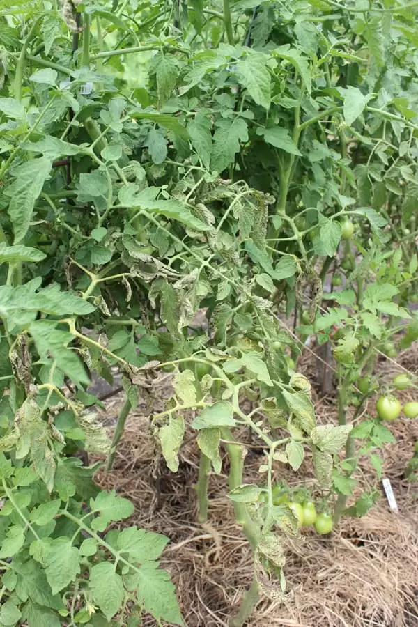 Early blight on tomatoes