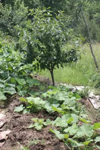 New garden beds with winter squash