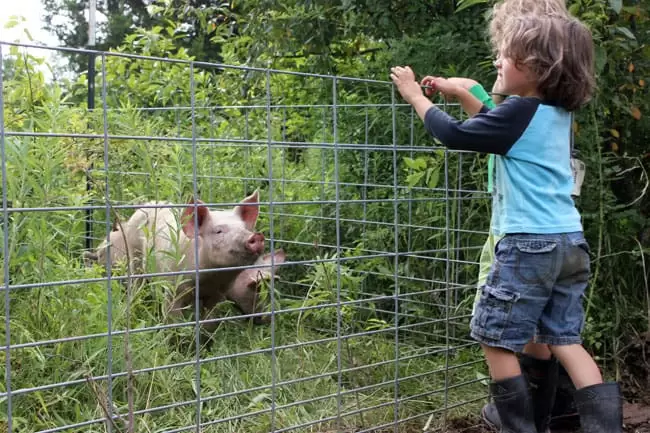 Moving our pigs to fresh pasture | Homestead Honey
