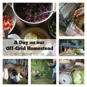 A Day in the life of our Off-Grid homesteading family. Check out all of the posts in this series to see how homesteaders across the US and Canada spend their "day in a life." | Homestead Honey