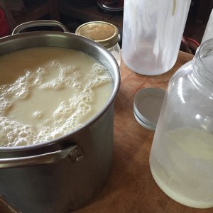 Making format blanc from our Jersey cow's milk | Homestead Honey