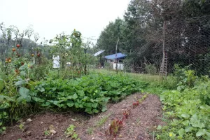 Sweet potatoes and a bed of carrots and beets grow in our organic garden | Homestead Honey