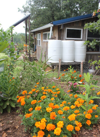 Three 50 gallon food-grade barrels store water that is collected from our metal roof | Homestead Honey