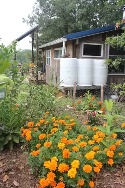 Three 50 gallon food-grade barrels collecting water from the metal roof of a tiny house, where we live with no indoor plumbing or running water