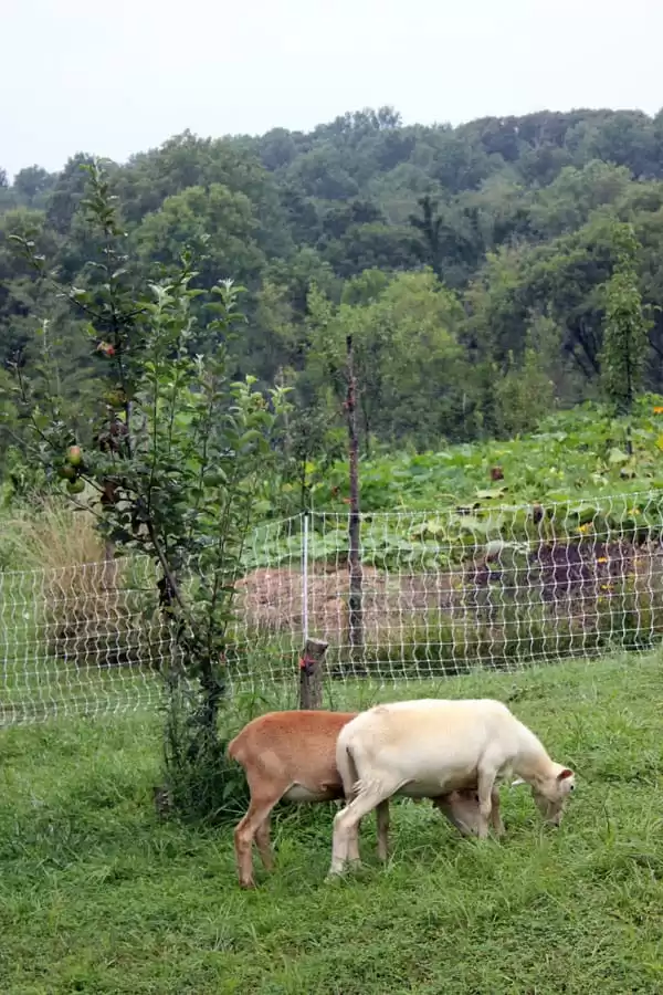 Our food forest is beginning to produce!  Four apples, just out of reach of our two meat sheep!  |Homestead Honey