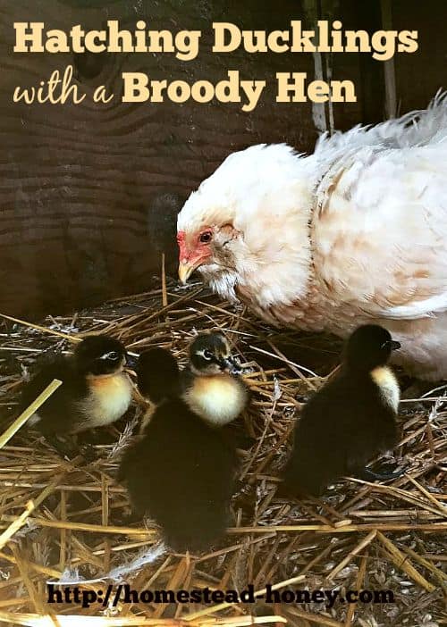 Yes, it's possible to hatch ducklings with a mama Hen! | Homestead Honey