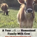 A Year with our Family Milk Cow