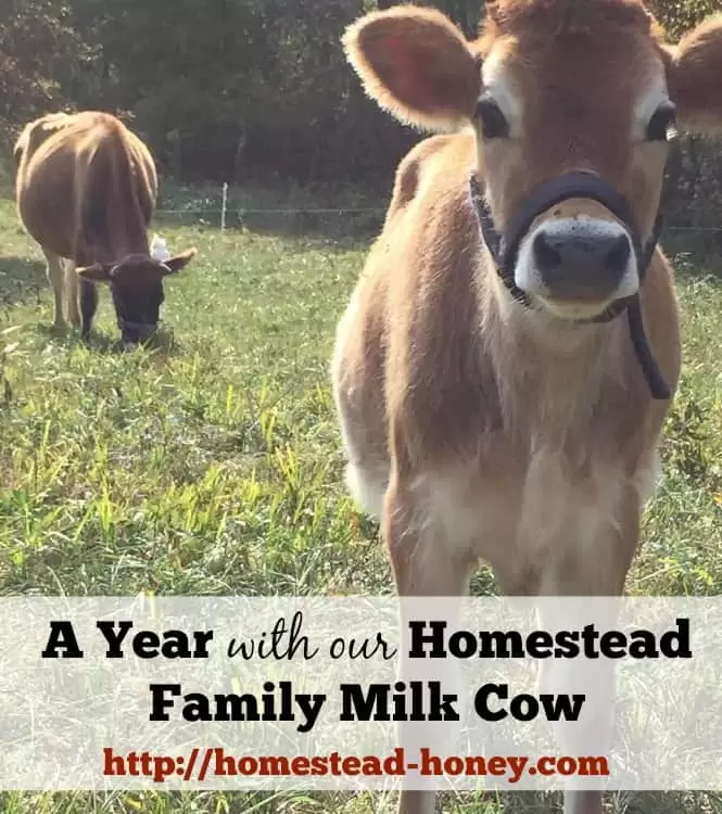 Getting a family milk cow for our homestead has been an amazing, and sometimes challenging experience. | Homestead Honey