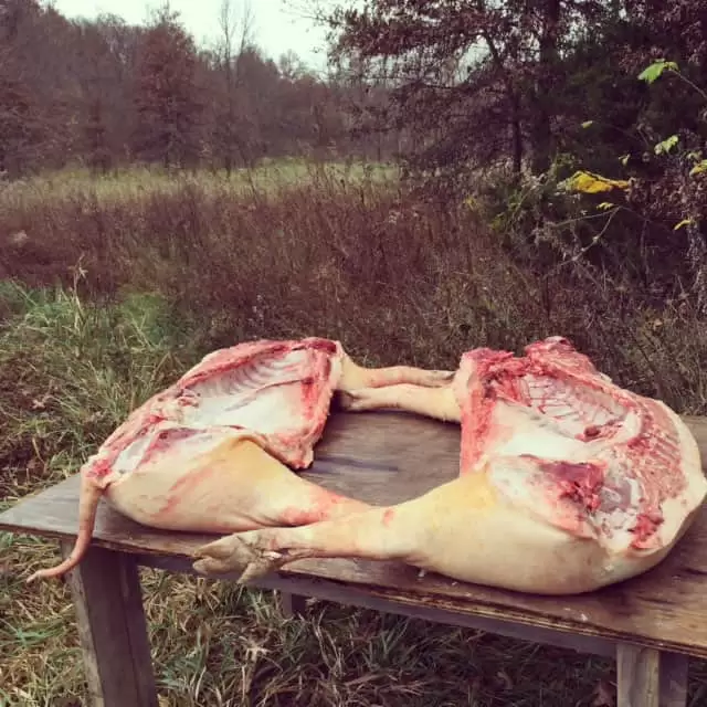 Butchering homestead-raised pigs for meat | Homestead Honey