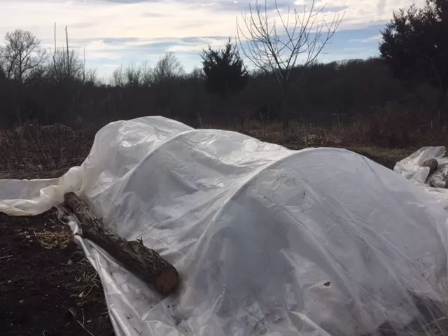 A low tunnel is a great way to grow food all winter long, and get an early start on spring gardening | Homestead Honey