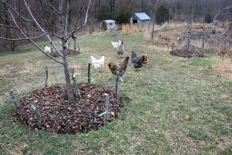 Mulching the fruit trees in your homestead orchard is a great task to do in March or April 