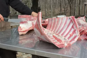 Cutting up lamb meat that we raised on our homestead