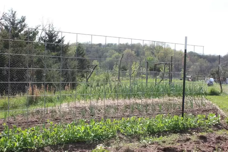 Peas, fava beans, and garlic grow in our homestead garden | Homestead Honey
