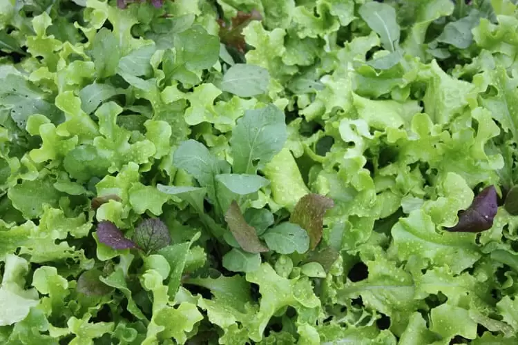 Assorted lettuce and mesclun mix, growing in our homestead garden | Homestead Honey
