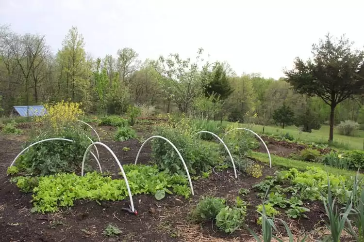 Overwintered kale and spinach going to seed in our homestead fall garden.