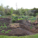 Building Soil with Lasagna Gardening