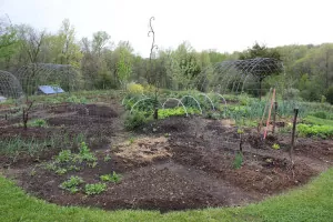 Interested in Lasagna gardening? Here's how our sheet mulched garden looks in April | Homestead Honey