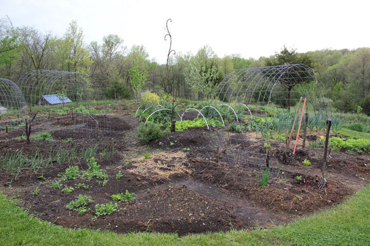 Our sheet mulch garden in April | Homestead Honey