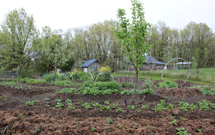 Potatoes grow in our lasagna garden beds. | Homestead Honey