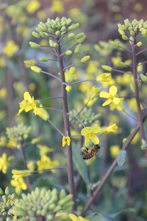 Kale flowers are a great source of nectar for honeybees and other pollinators | Homestead Honey