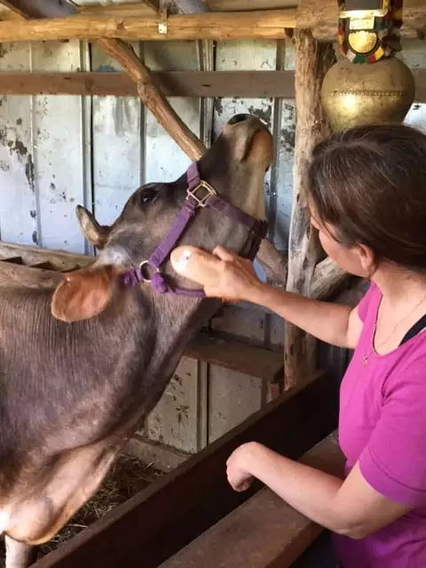 When calving is near, you might notice changes in behavior in your cow. Our cow gets very 