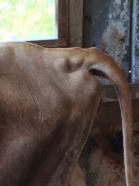 Loosening tail ligaments are a sign of imminent calving | Homestead Honey