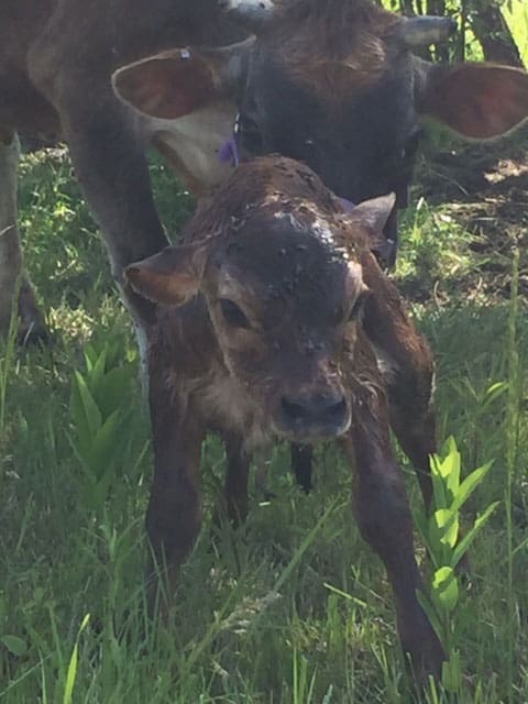 A newborn bull calf on our homestead | Homestead Honey