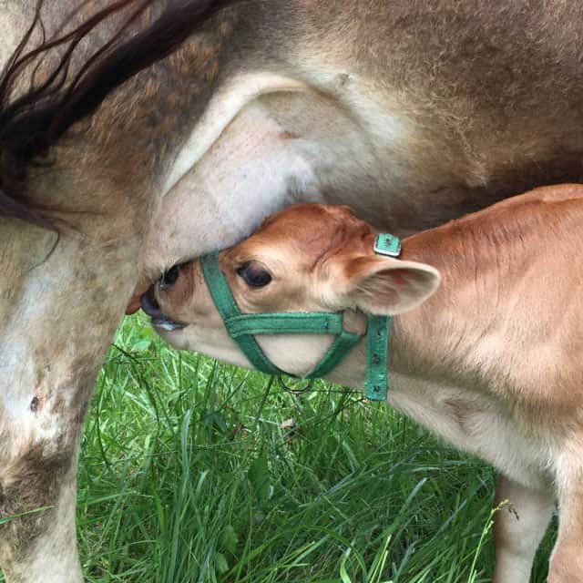 Our newborn bull calf nursing happily on our family milk cow | Homestead Honey