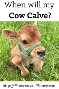 Wondering when your cow will give birth? Here are a few signs to look for so you can tell when your cow will calve. | Homestead Honey