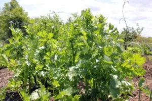 CIlantro grows as a volunteer in our garden, after several years of seeding | Homestead Honey