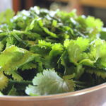 Cilantro Pesto Recipe – Fresh from the Garden!