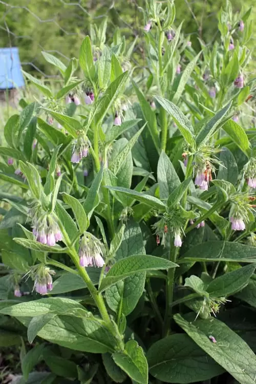 Comfrey is a wonderful plant to grow in your salve garden | Homestead Honey