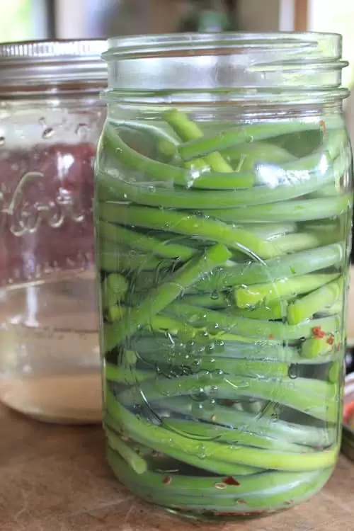Lacto fermented garlic scapes are a delicious way to enjoy the flowering stalks of hardneck garlic | Homestead Honey