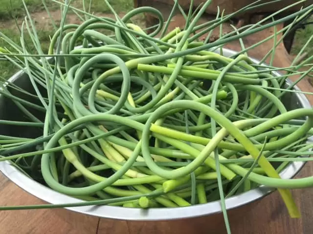 Garlic Scapes harvested and ready for fermentation. | Homestead Honey