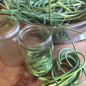 Garlic scapes ready to ferment | Homestead Honey