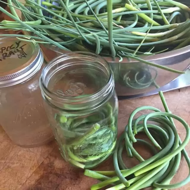 Garlic scapes ready to ferment | Homestead Honey