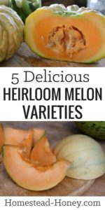 Sweet, delicious, and easy to grow, heirloom melons are a must-grow in your summer garden. Here are picks for the 5 most delicious heirloom melon varieties. | Homestead Honey