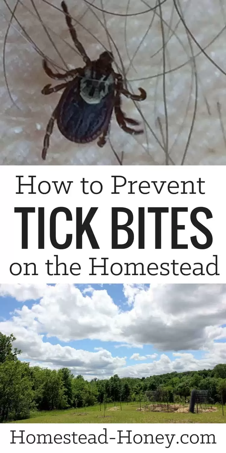 Are ticks a problem on your homestead? They used to be on ours, too. Until we starting implementing these three easy strategies for preventing tick bites. | Homestead Honey
