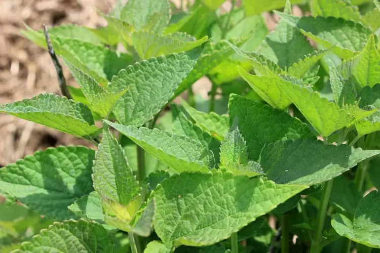 Anise hyssop is a wonderful edible and medicinal herb to add to your salve garden | Homestead Honey