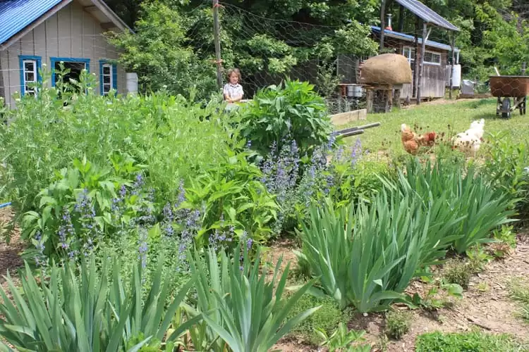 A perennial bed of edibles and ornamentals in our homestead garden. | Homestead Honey