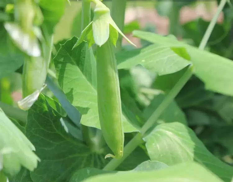 Snap peas grow abundantly in our May garden | Homestead Honey