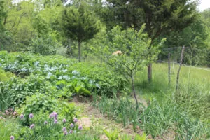 Fruit trees in our garden | Homestead Honey